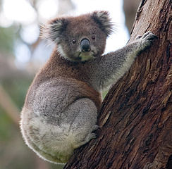 Australia Wednesday Lotto -